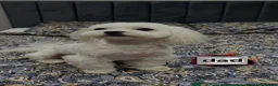 Maltese dogs for sale: Stunning Maltese puppies  - Advert 2