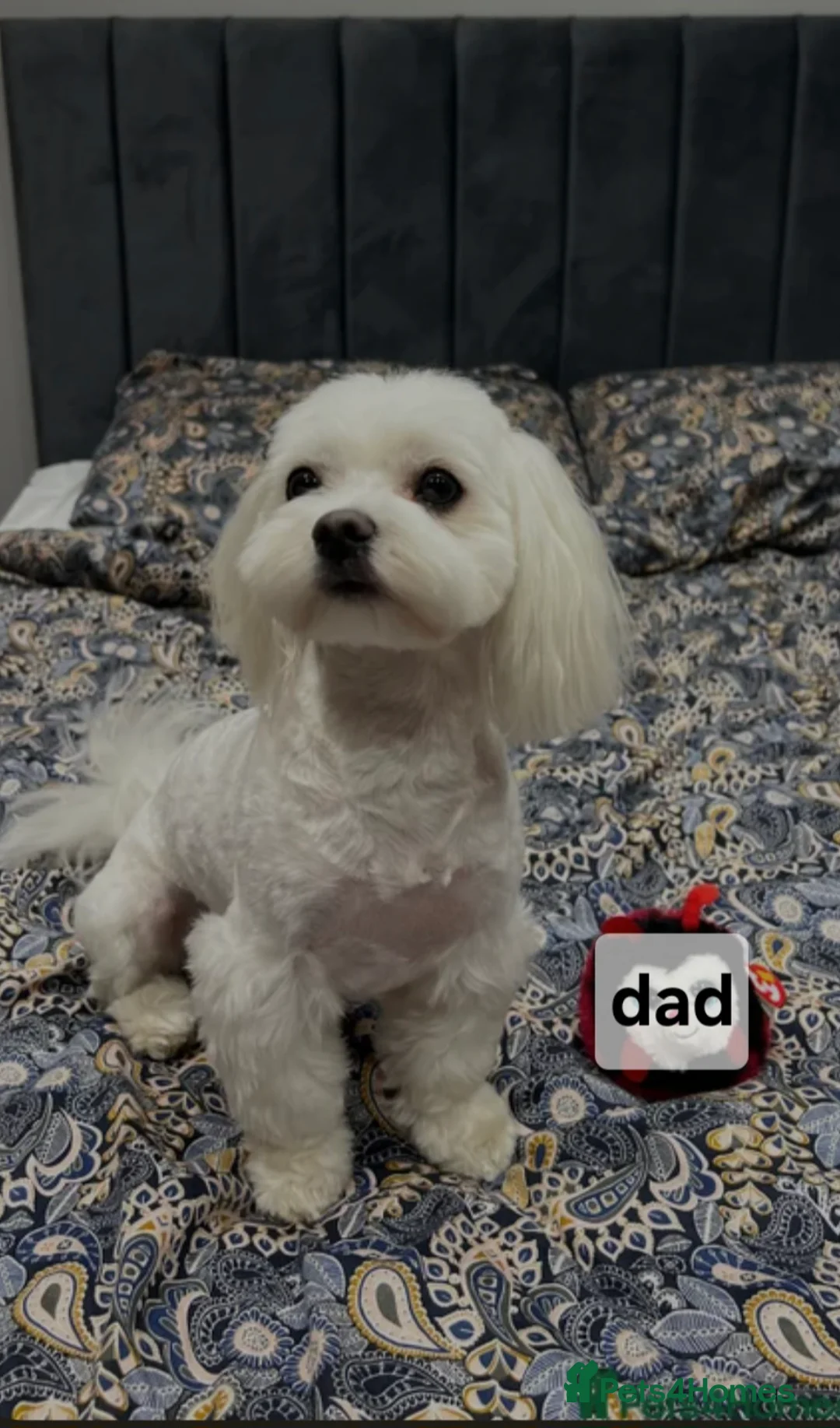 Maltese dogs for sale: Stunning Maltese puppies  - Advert 2