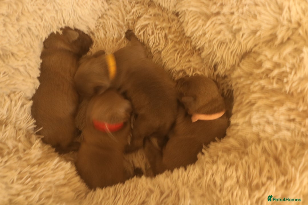 Staffordshire Bull Terrier dogs for sale: pure blue Staffordshire bull terriers - Image 19