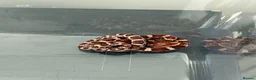 Corn Snake reptiles for sale: Het Palmetto Corn Snake in Sittingbourne - Advert 4