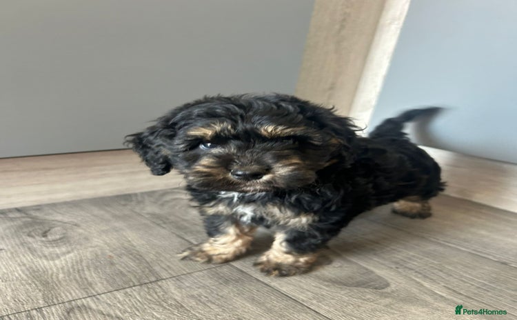 Cockapoo dogs - Advert 16