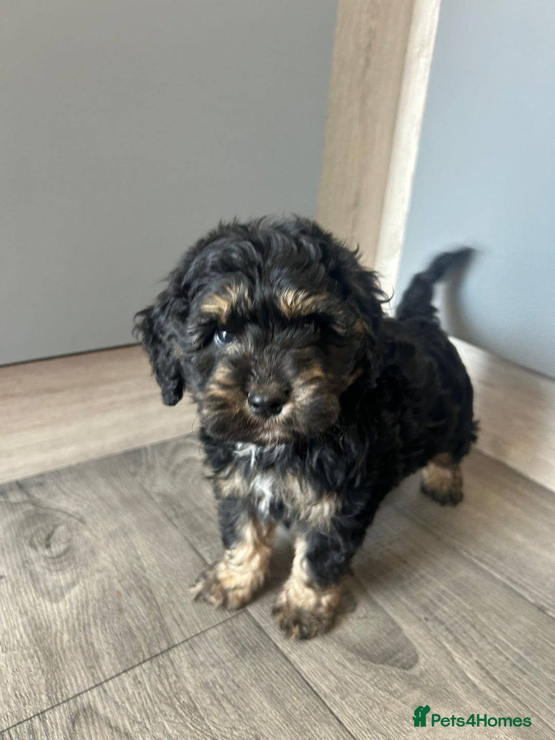 Cockapoo dogs for sale: F1 cockapoo puppies 5 boys  - Image 11