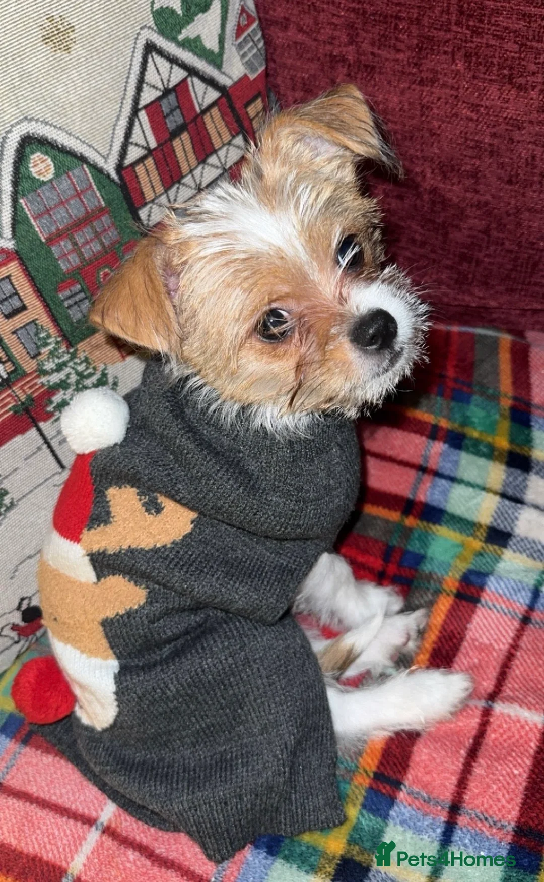 Mixed Breed dogs for sale: Parker  - Advert 4