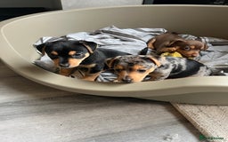 Jack Russell dogs for sale: Miniature Jack Russell  - Image 4
