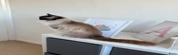 Ragdoll cats for sale: Ragdoll Queens Available - Advert 3