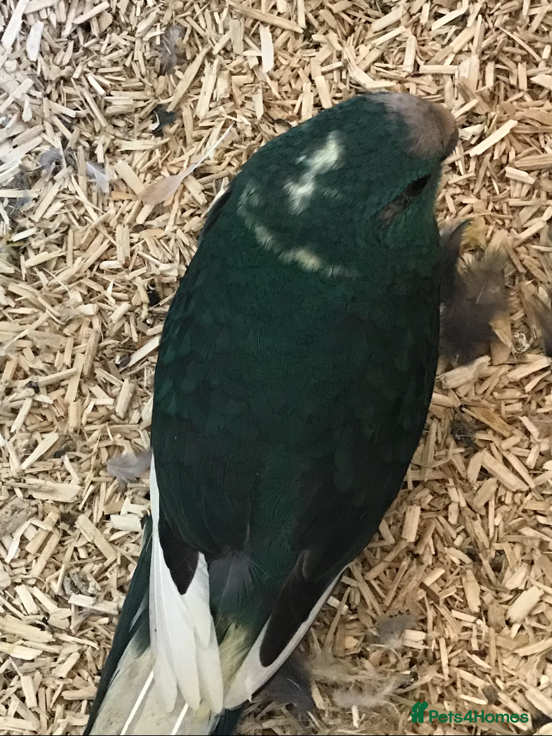 Parakeets birds for sale: Male Kakariki’s for sale  - Image 5