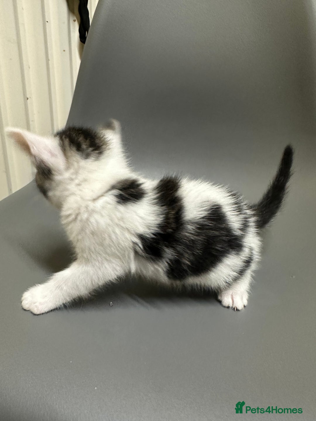 British Longhair cats for sale: Beautiful & playful kittens ready for new home - Image 10
