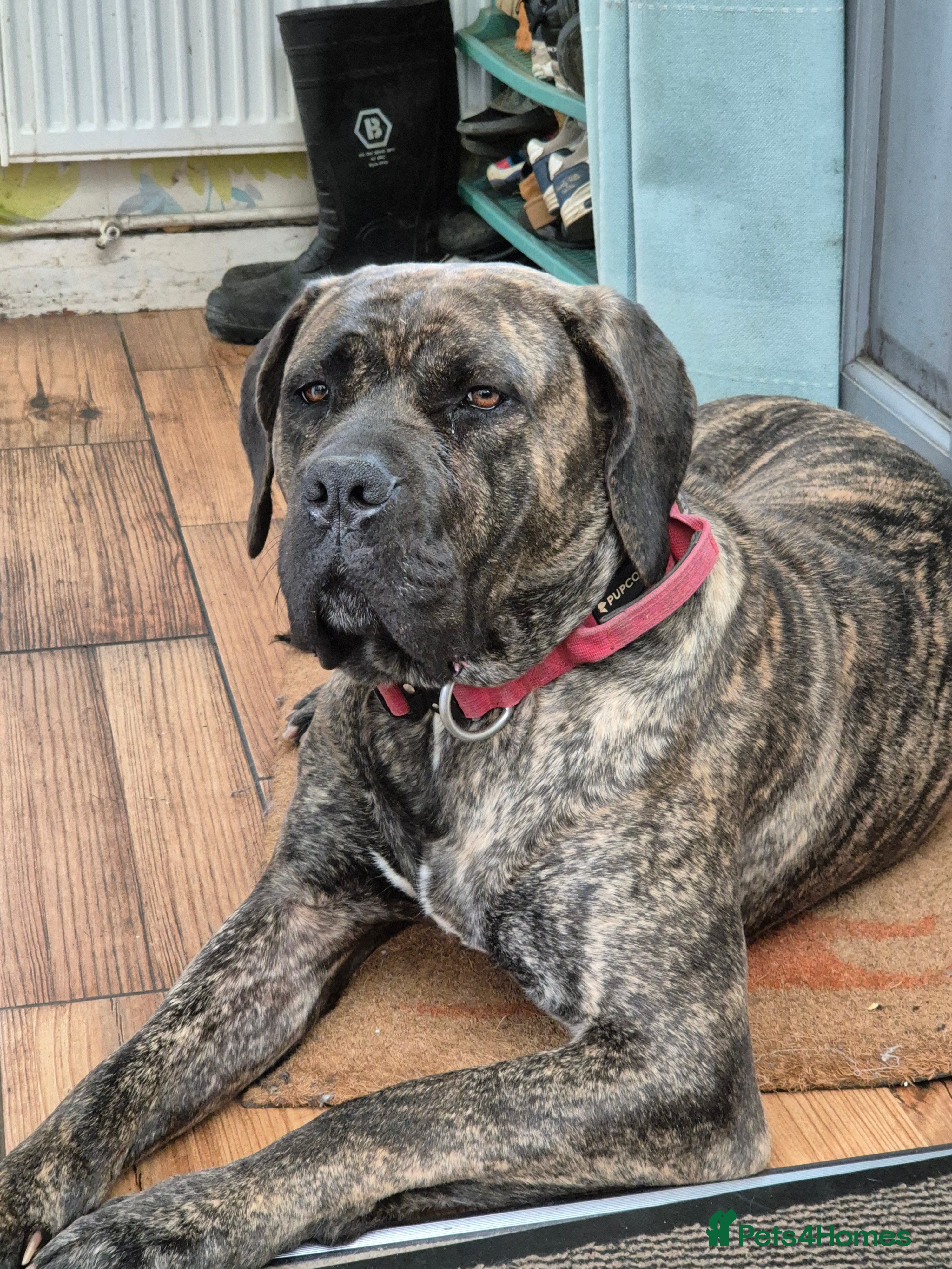 Mixed Breed dogs Presa cross female 2 and half years old - Advert 1
