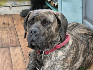 Mixed Breed dogs Presa cross female 2 and half years old - Advert 1