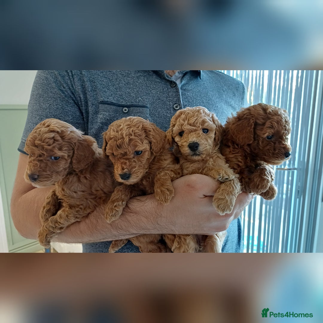 Toy Poodle dogs for sale: Charming Toy Poodle Puppies - Image 1