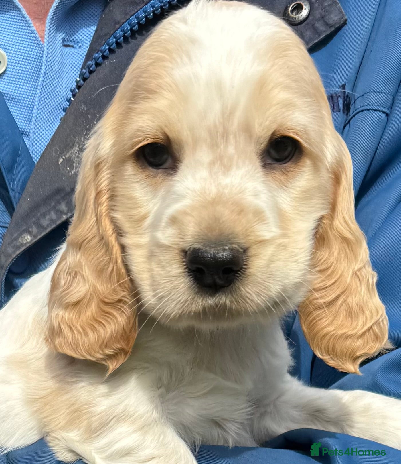 Cocker Spaniel dogs LEMON and SABLE ROAN Show Cocker Spaniels  - Advert 1