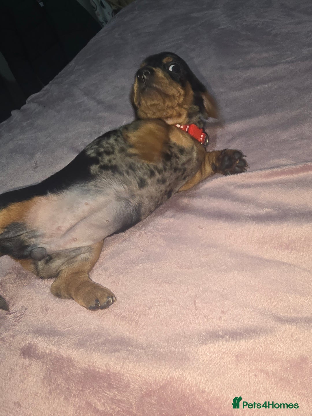 Miniature Dachshund dogs for sale: True to type kc dad home raised both parents here - Advert 2