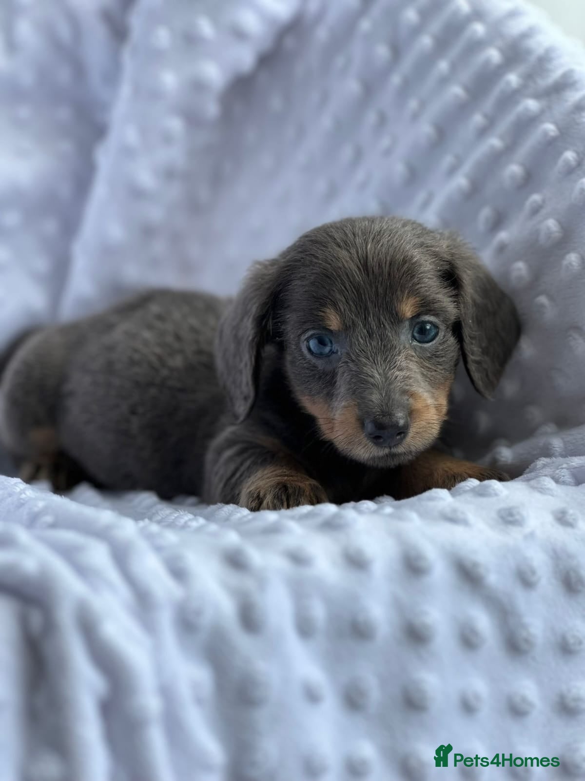 Miniature Dachshund dogs for sale: Beautiful Daches  - Advert 14