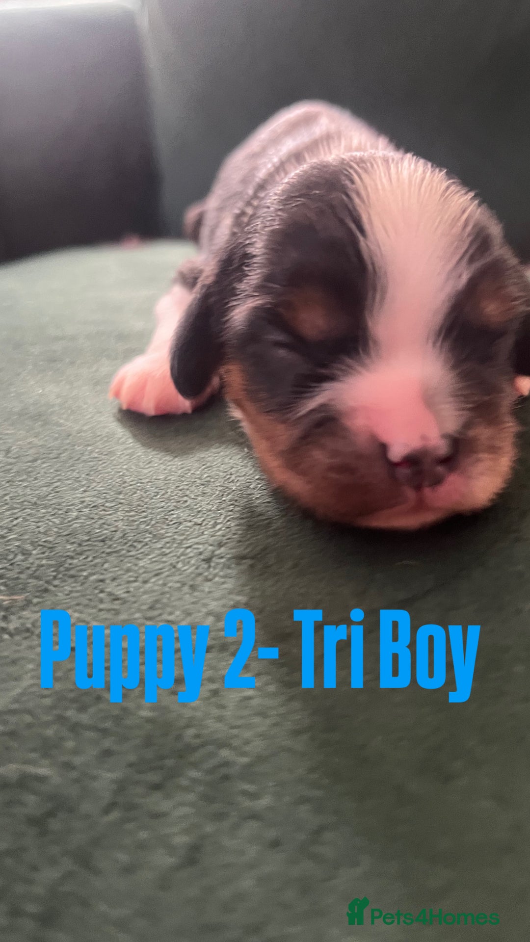 Cavalier King Charles Spaniel dogs for sale: Beautiful KC Registered Cavalier King Charles Pups - Advert 6