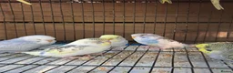 Budgerigars birds for sale: Adorable budgies for sale  - Advert 5