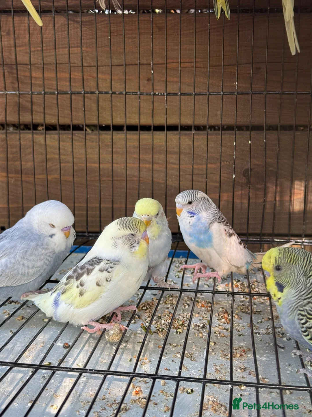 Budgerigars birds for sale: Adorable budgies for sale  - Advert 5