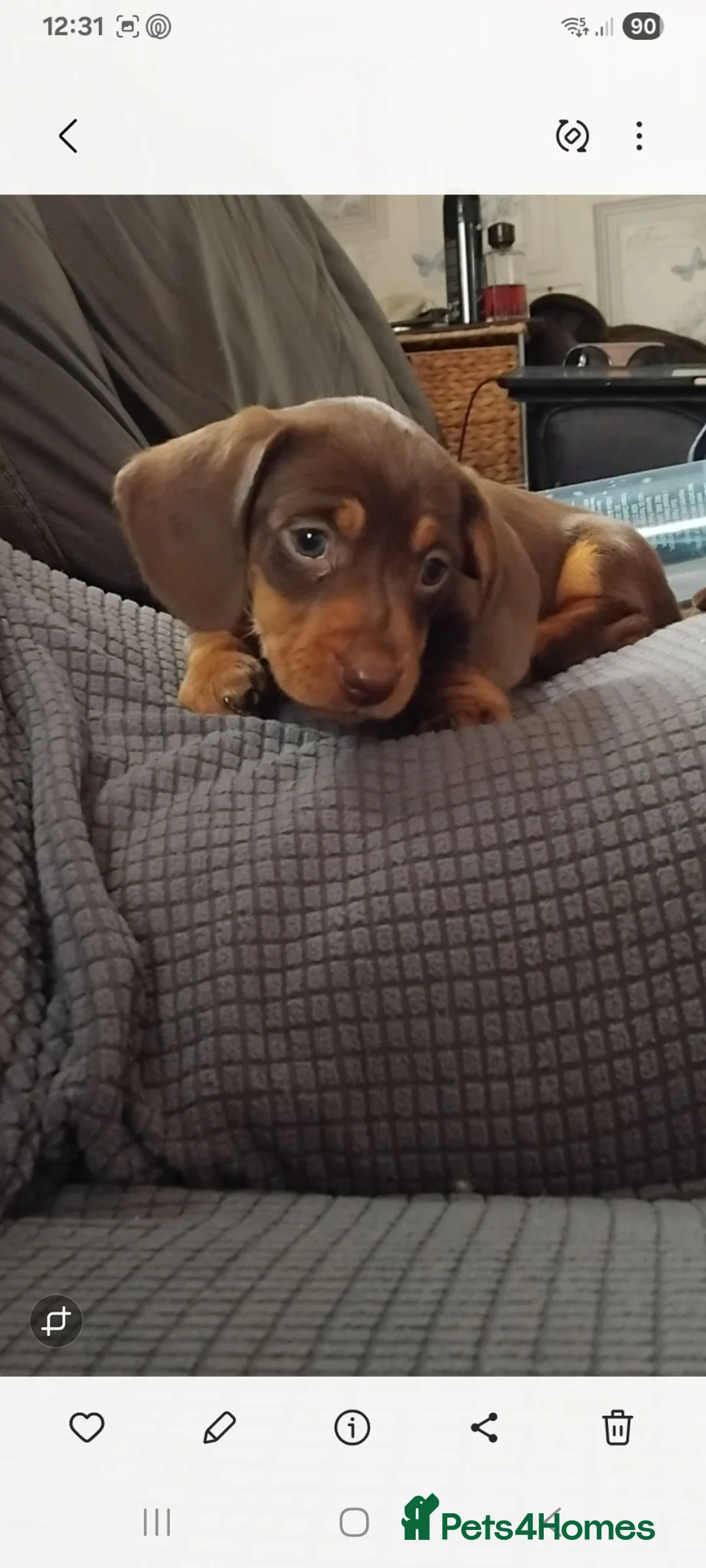 Dachshund dogs for sale: Beautiful dachshund chocolate and tan girl lefy - Advert 2