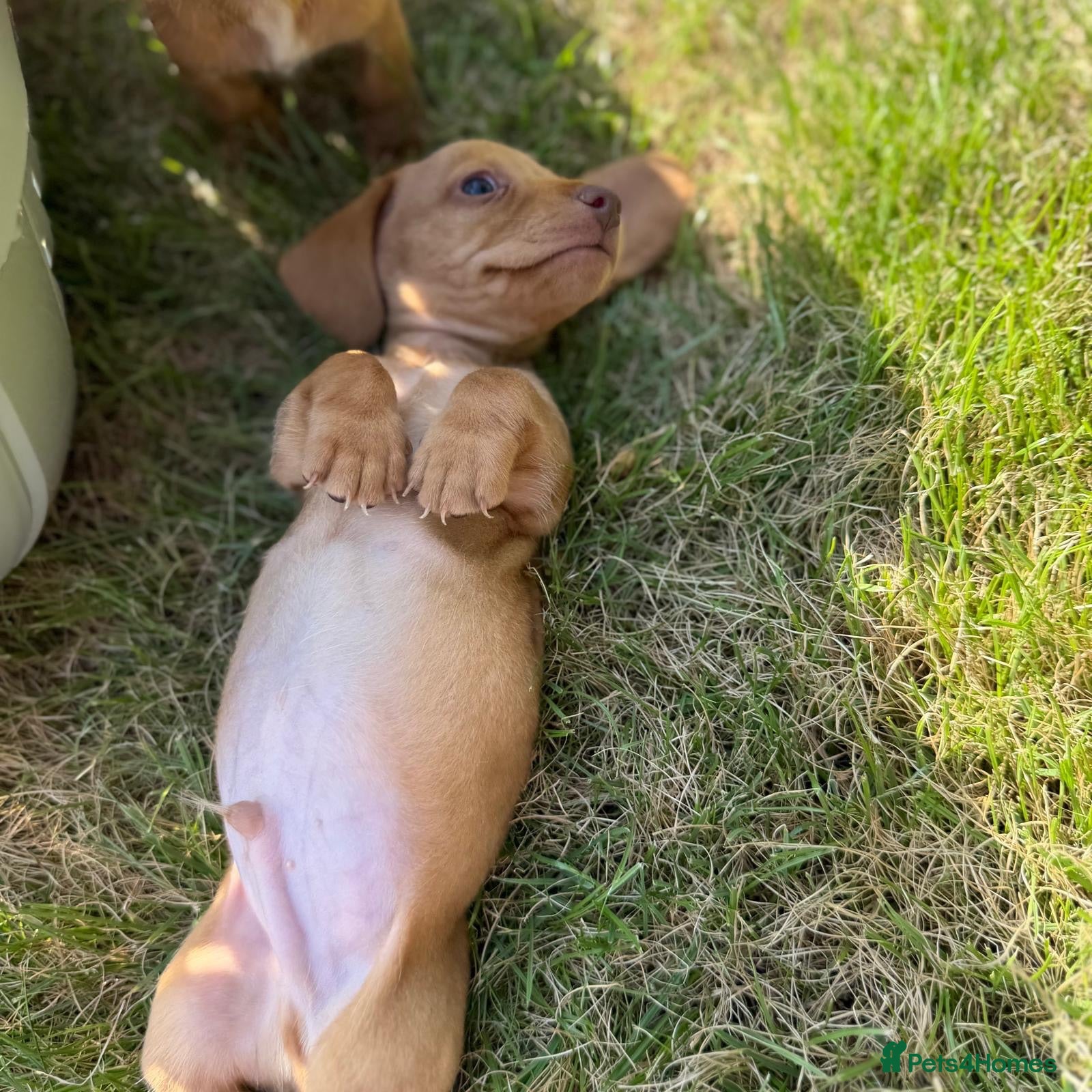 Miniature Dachshund dogs 🏆💙💖 KC REG 5 STAR BREEDER💙💖🏆CREAM - Advert 3