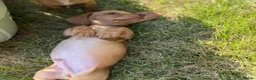 Miniature Dachshund dogs for sale: READY TO LEAVE🏆💙💖 KC REG 5 STAR BREEDER💙💖🏆 - Advert 2