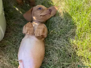 Miniature Dachshund dogs 🏆💙💖 KC REG 5 STAR BREEDER💙💖🏆CREAM - Advert 3