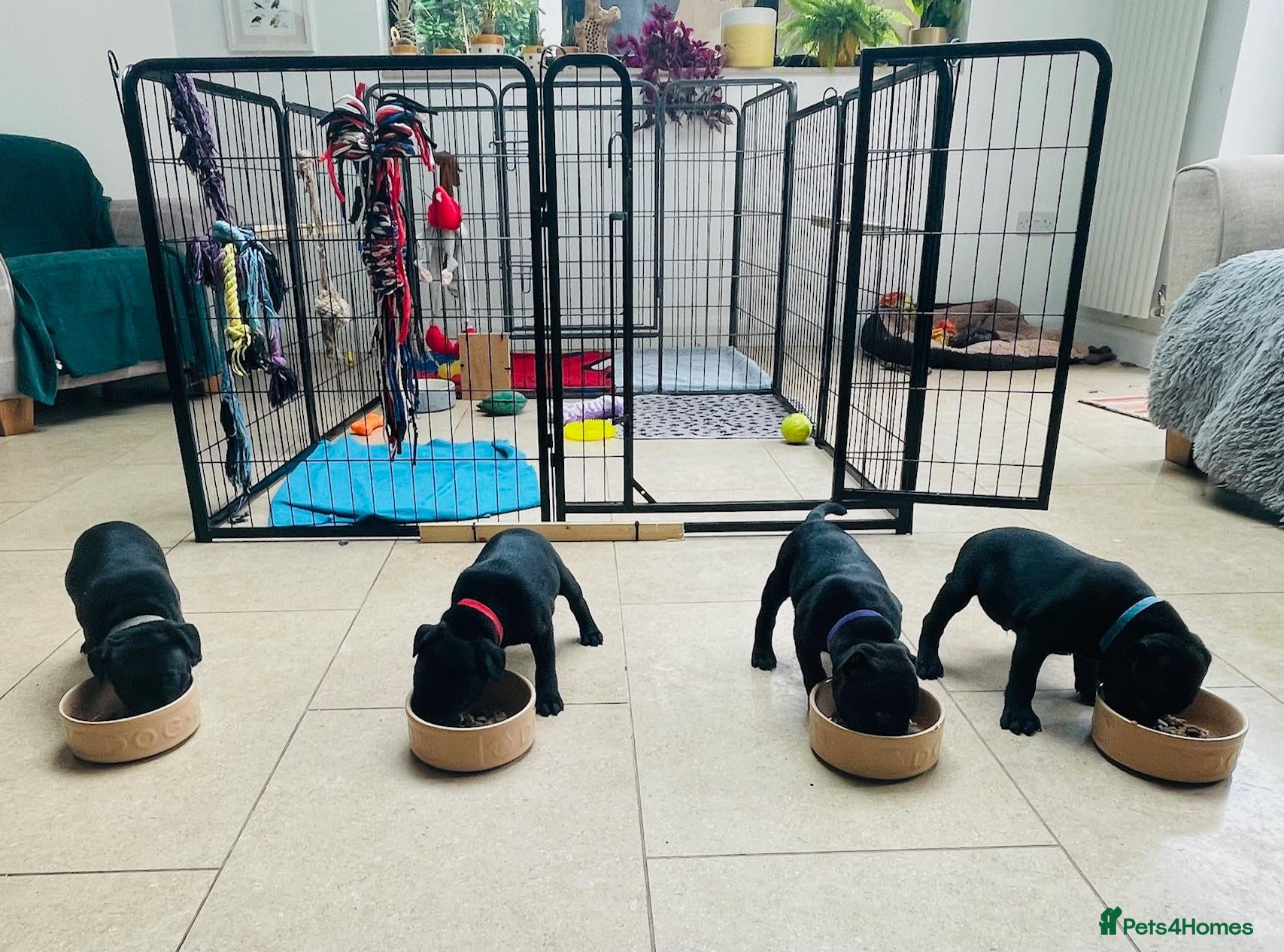 Staffordshire Bull Terrier dogs 🐾 KC Reg 4 x Stunning Staffy Puppies 🩷🩷🩷💙 - Advert 1