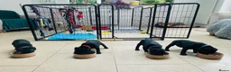 Staffordshire Bull Terrier dogs for sale: 🐾 KC Reg 4 x Stunning Staffy Puppies 🩷🩷🩷💙 - Advert 1
