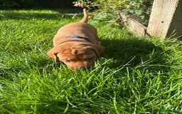 Mixed Breed dogs for sale: Vizla x Fox Red Lab (75/25) Puppies - Image 4