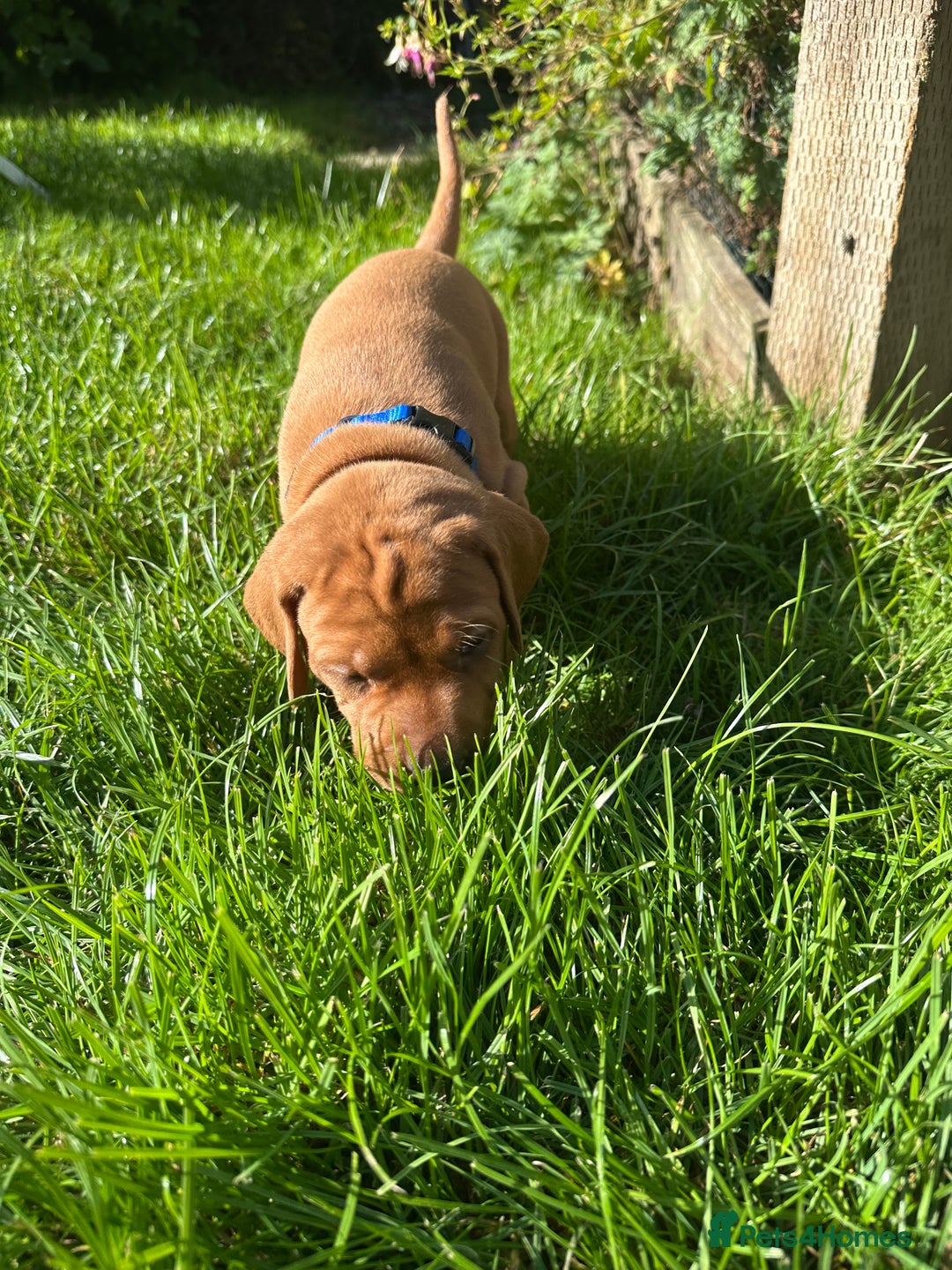 Mixed Breed dogs for sale: Vizla x Fox Red Lab (75/25) Puppies - Image 4