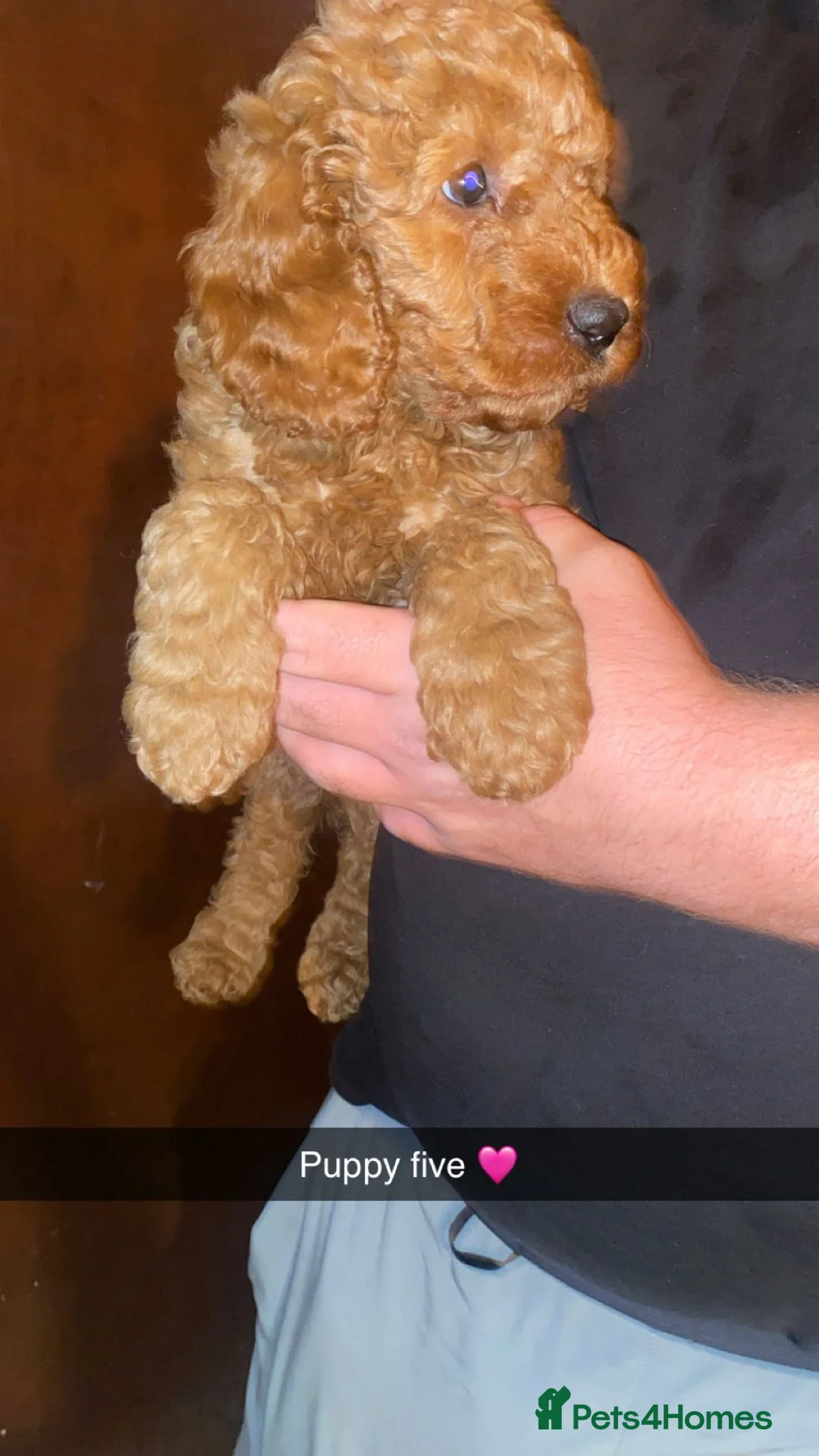 Cavapoo dogs for sale: Beautiful fox red cavapoo puppys - Advert 2