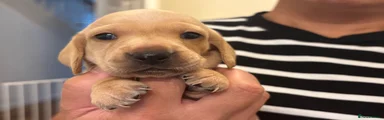 Miniature Dachshund 1
