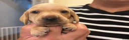 Miniature Dachshund dogs for sale: KC reg smooth hair miniature dachshund  - Advert 2