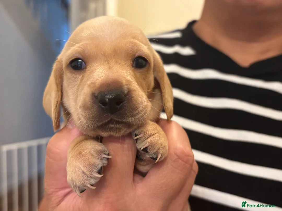 Miniature Dachshund dogs for sale: KC reg smooth hair miniature dachshund  - Advert 2