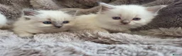 Ragdoll cats for sale: 🏆GCCF REG. EXTENSIVELY TESTED RAGDOLL KITTENS 🌟 - Advert 25