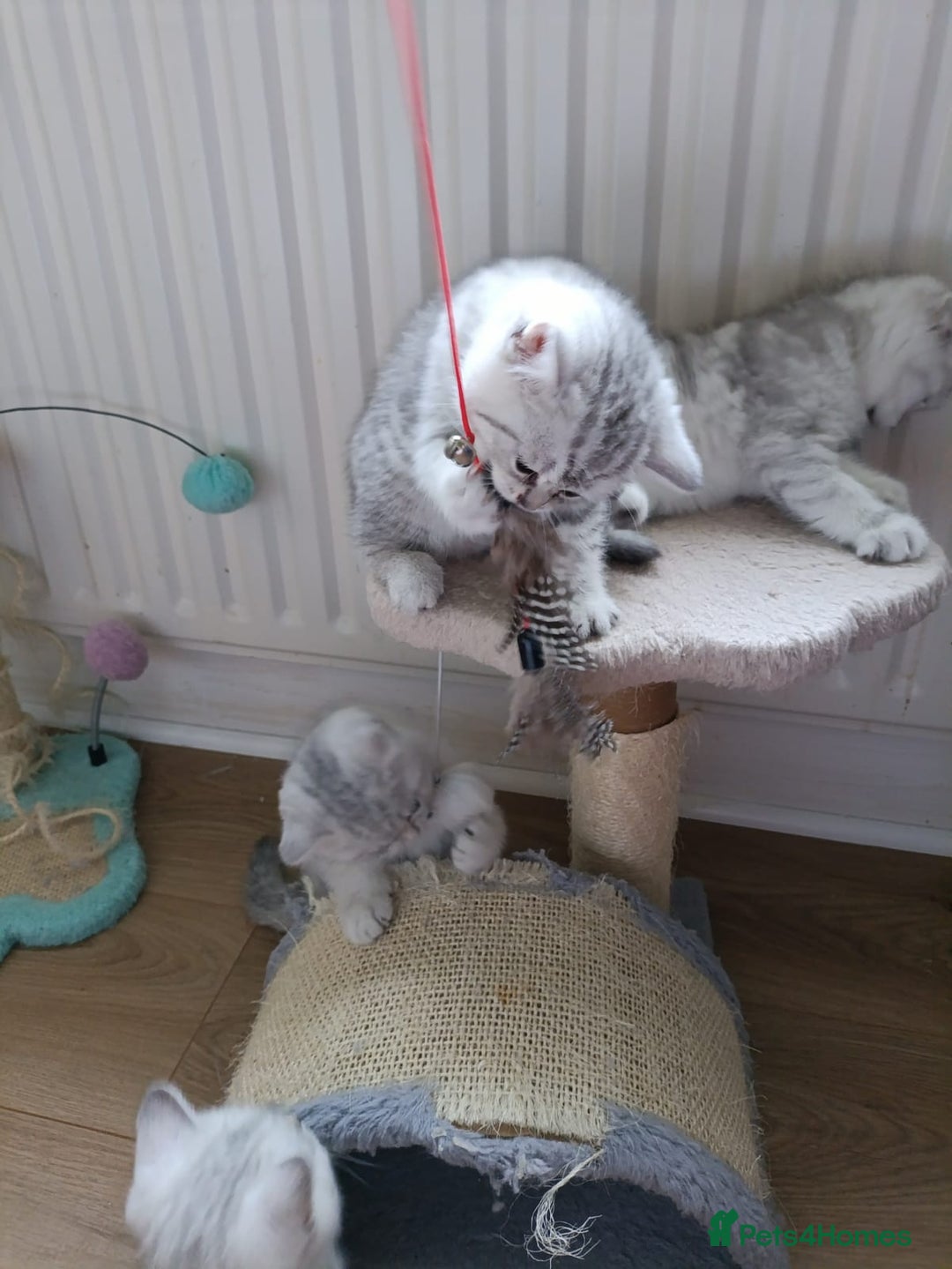 British Shorthair cats for sale: Beautiful  British Shorthair kittens  - Advert 7