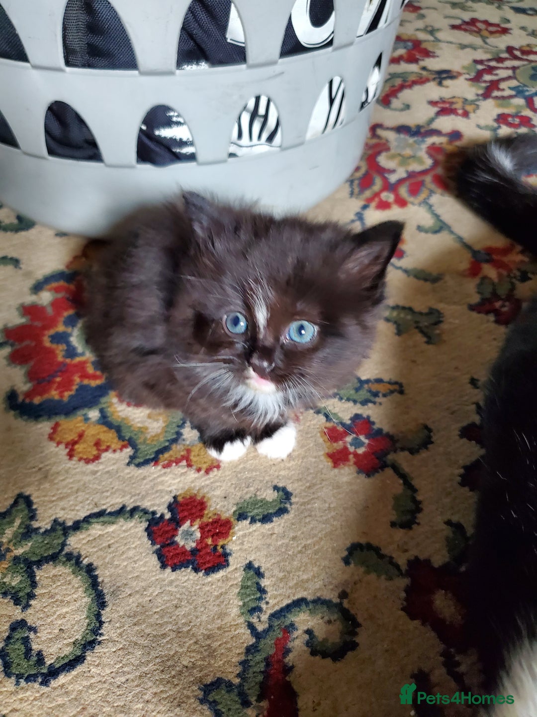 Mixed Breed cats for sale: Mixed breed kittens - Image 6