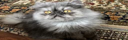 Persian cats for sale: Male Persian for Sales - Advert 2