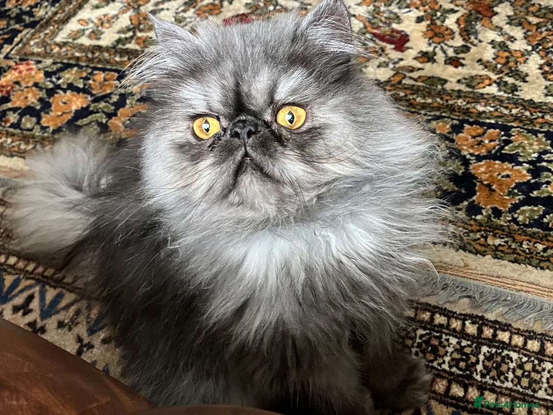Persian cats for sale: Male Persian for Sales - Advert 2