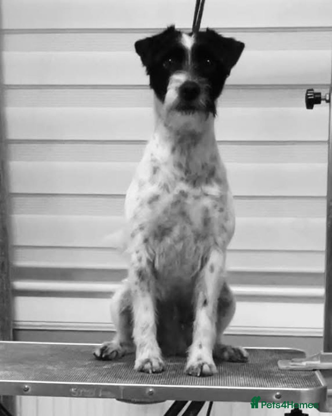 Parson Russell dogs for stud: KC Reg Parson At Stud Only - Advert 5