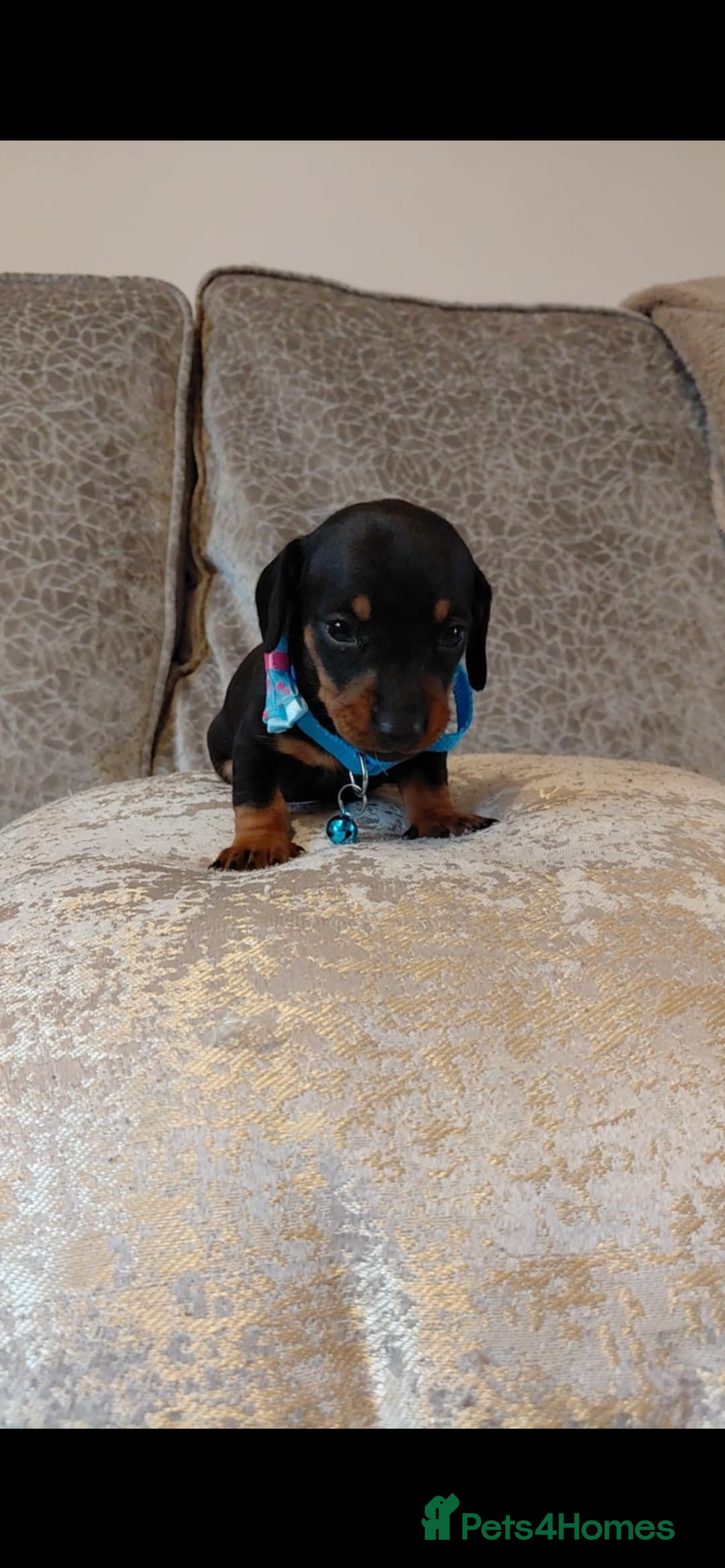 Miniature Dachshund dogs for sale: Ready now miniature dachshunds boy - Image 10