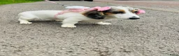 Miniature Dachshund dogs for sale: Mini dachshund pied  - Advert 1