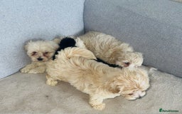 Maltipoo dogs for sale: Maltipoo puppies  - Image 7
