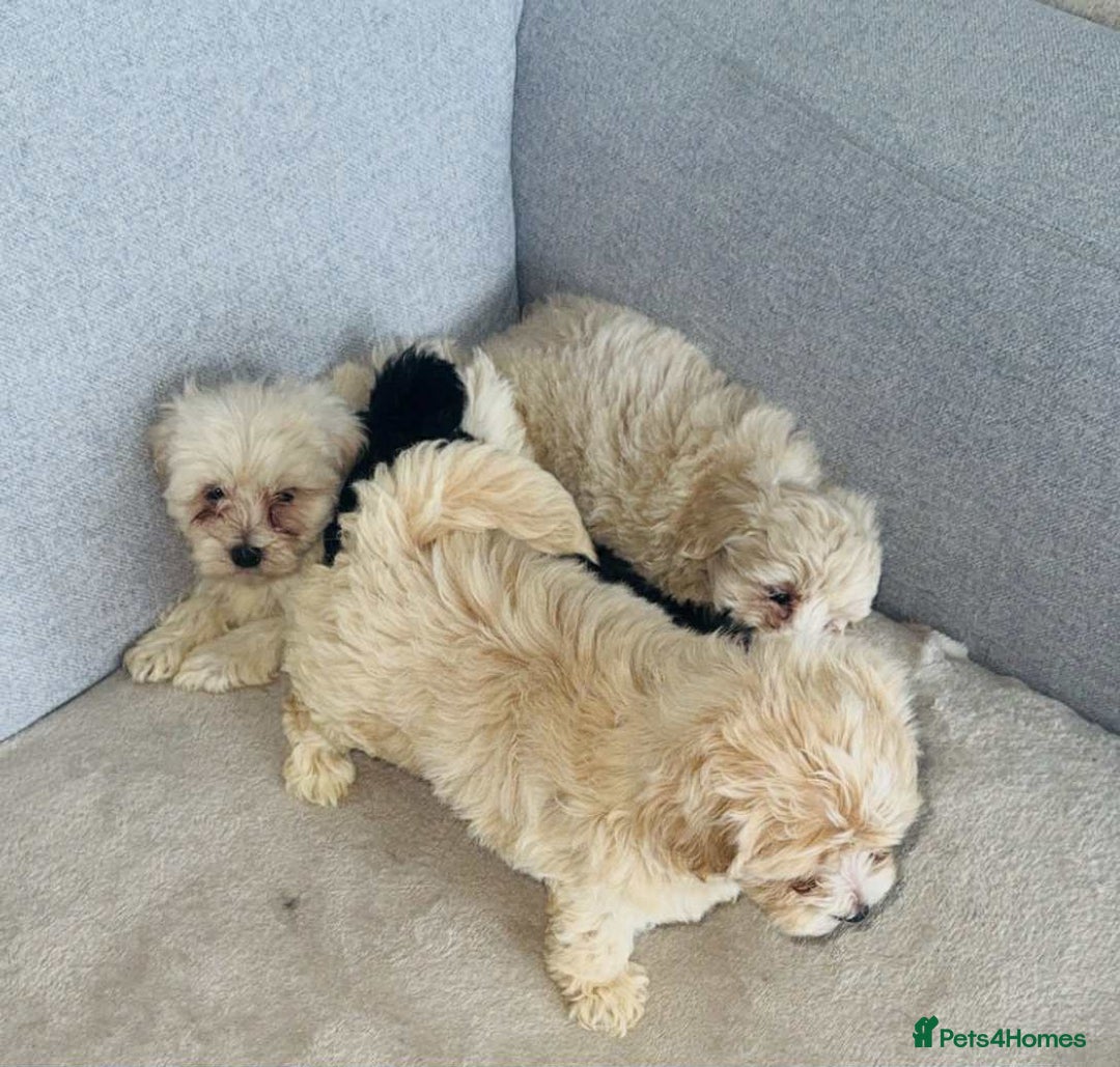 Maltipoo dogs for sale: Maltipoo puppies  - Image 7