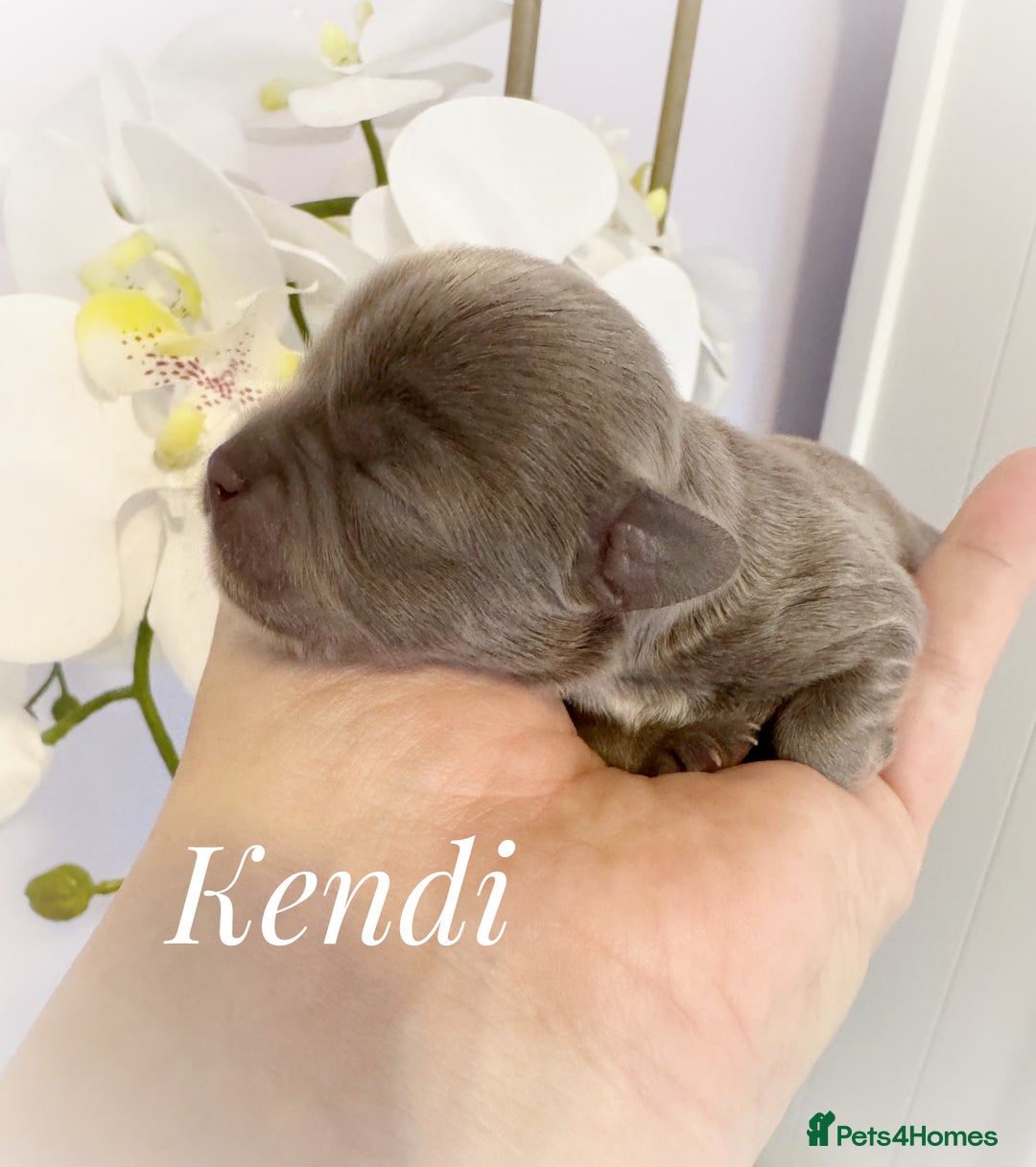 Chihuahua dogs for sale: Kc reg chocolate and lilac LC quality puppies - Advert 4