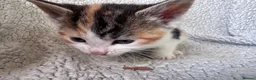Mixed Breed cats for sale: 8 Beautiful mixed breed kittens looking for a home - Advert 7