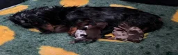 Miniature Dachshund dogs for sale: Gorgeous Long Haired Miniature Dachshund Puppies - Advert 6
