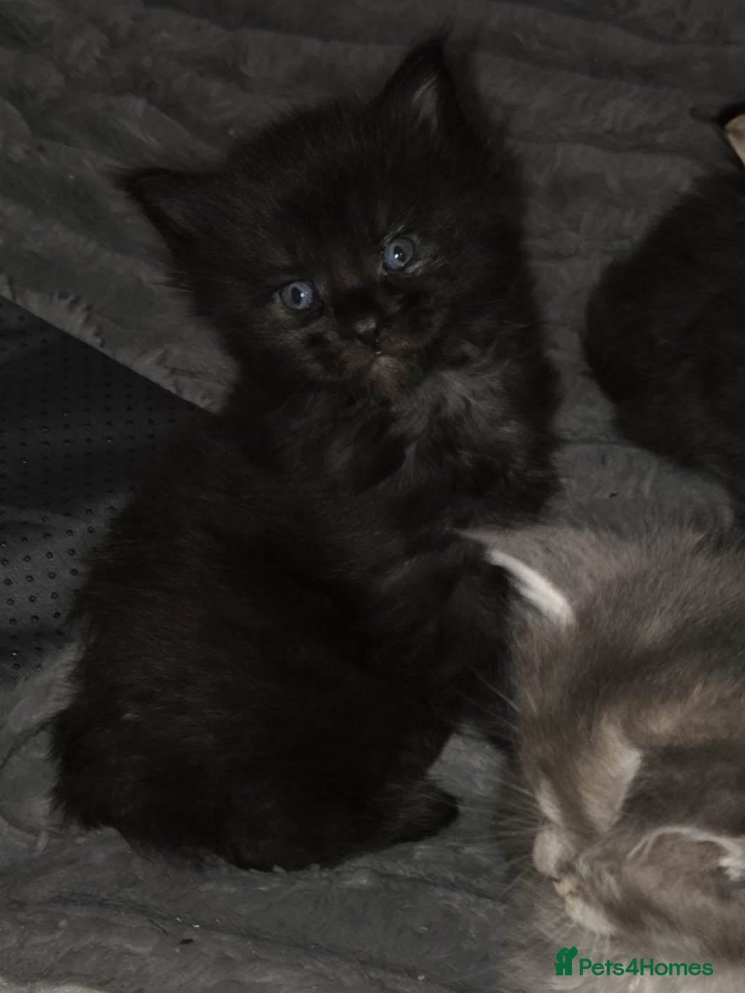 Maine Coon cats Russian /xxl maine coon - Advert 12