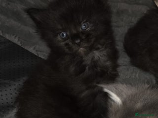 Maine Coon cats Russian /xxl maine coon - Advert 12