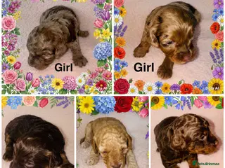 Cockapoo dogs DNA TESTED, Beautiful Cockapoos, Ready 6th May - Advert 13