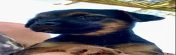 Mixed Breed dogs for sale: 3/4 Border Terrier puppies  - Advert 8