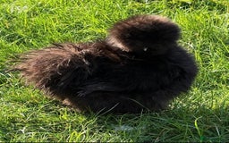 Chickens poultry for sale: I'm looking for a silky hen - Image 1